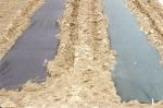 Item No.122  Green Mulch Plastic 4 feet x 2,400 feet (Embossed)