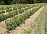 #180  Tomato 3/4 in x 1 in x 4 ft long Stakes (100 pack)