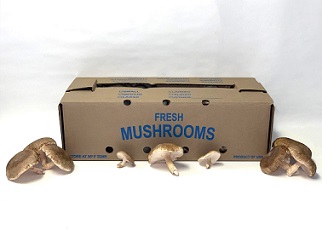 Item No 1066  5 to 10 lb Mushroom Box, 250 pack