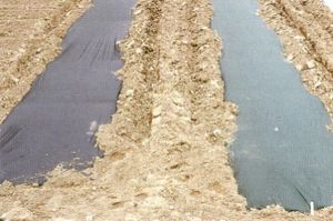 Item No 123  Green  Plastic Mulch 4 feet x 4,000 feet (Embossed)