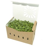 Clear Vented Clamshell Berry Container (1 Pint & 480/Case)