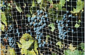 Item No. 217a Bird Netting, 3/4 Black Plastic Mesh, UV, Light weight, Cover Trees and Gardens 14 foot x 75 foot