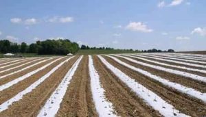 Item No 688  White on Black 5 feet x 4,000 feet, Plastic Mulch, Embossed