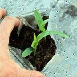 Item No 775   Photodegradable Plastic Mulch for Sweet Corn,  4 ft x 9,000 ft