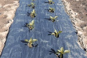 Item No 935, Compostable Plastic Mulch 4 foot x 4,000 foot 