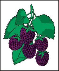 Item No P21BKB Blackberries Road Sign