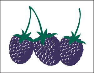 Item No P26BKB Blackberries Marketeer