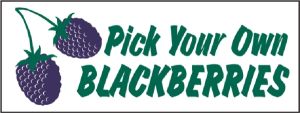 Item No P8BKBPO "Pick Your Own Blackberries" Banner
